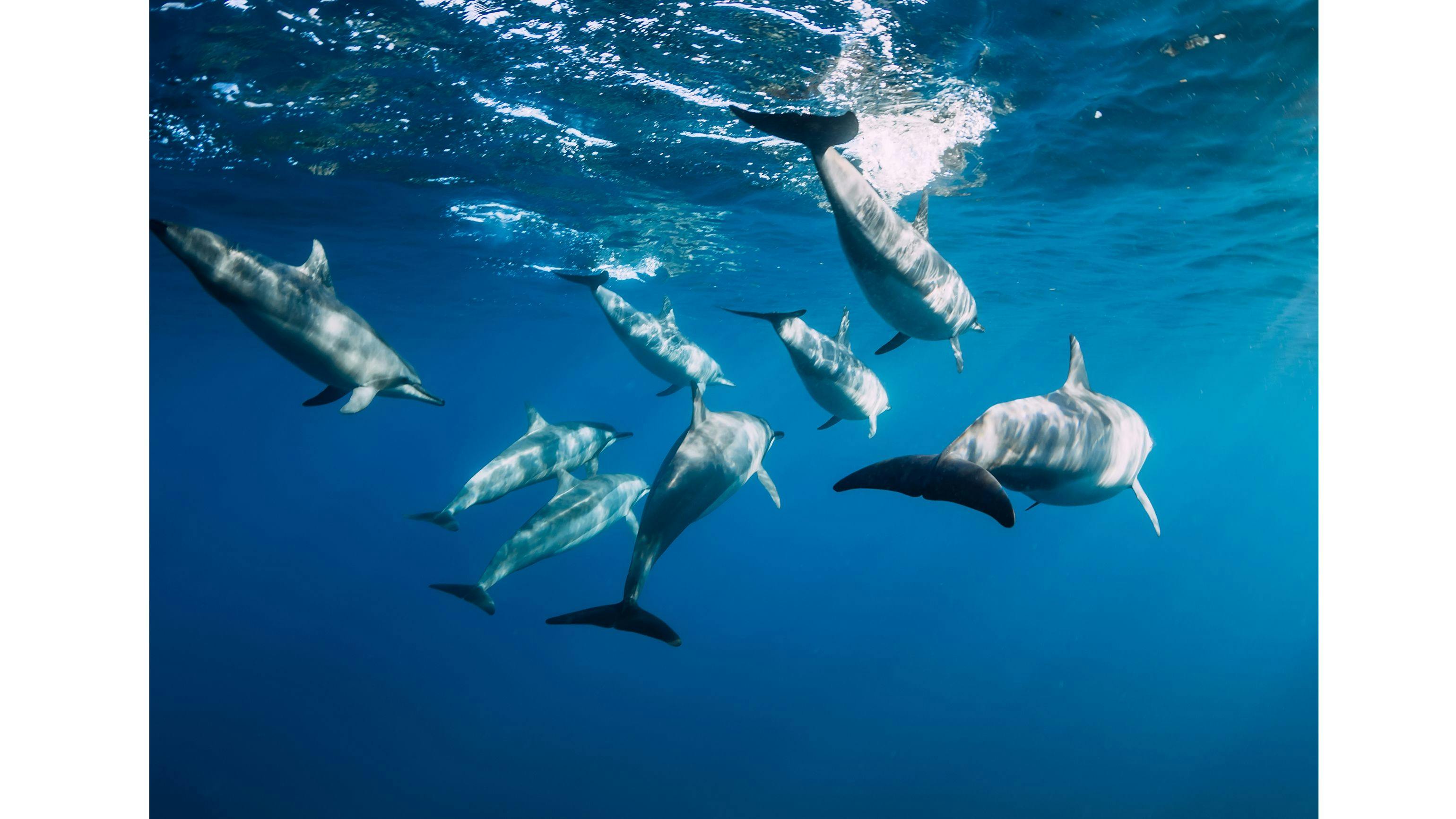 Sunset Dolphin Watching & Cruises